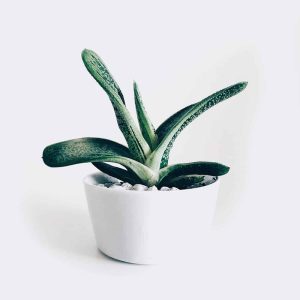 Micro Nutrients