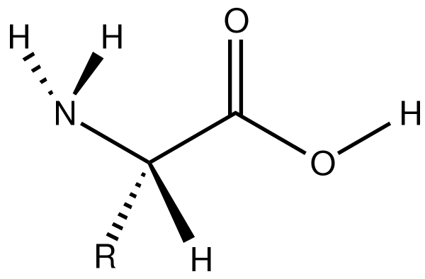 Amino Acid - Image 4