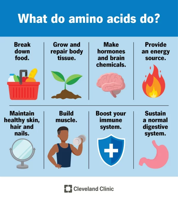 Amino Acid - Image 3